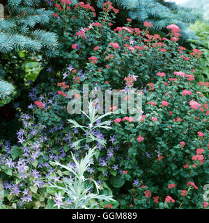 Spiraea japonica - `Bumalda'   TRS084983 Stock Photo